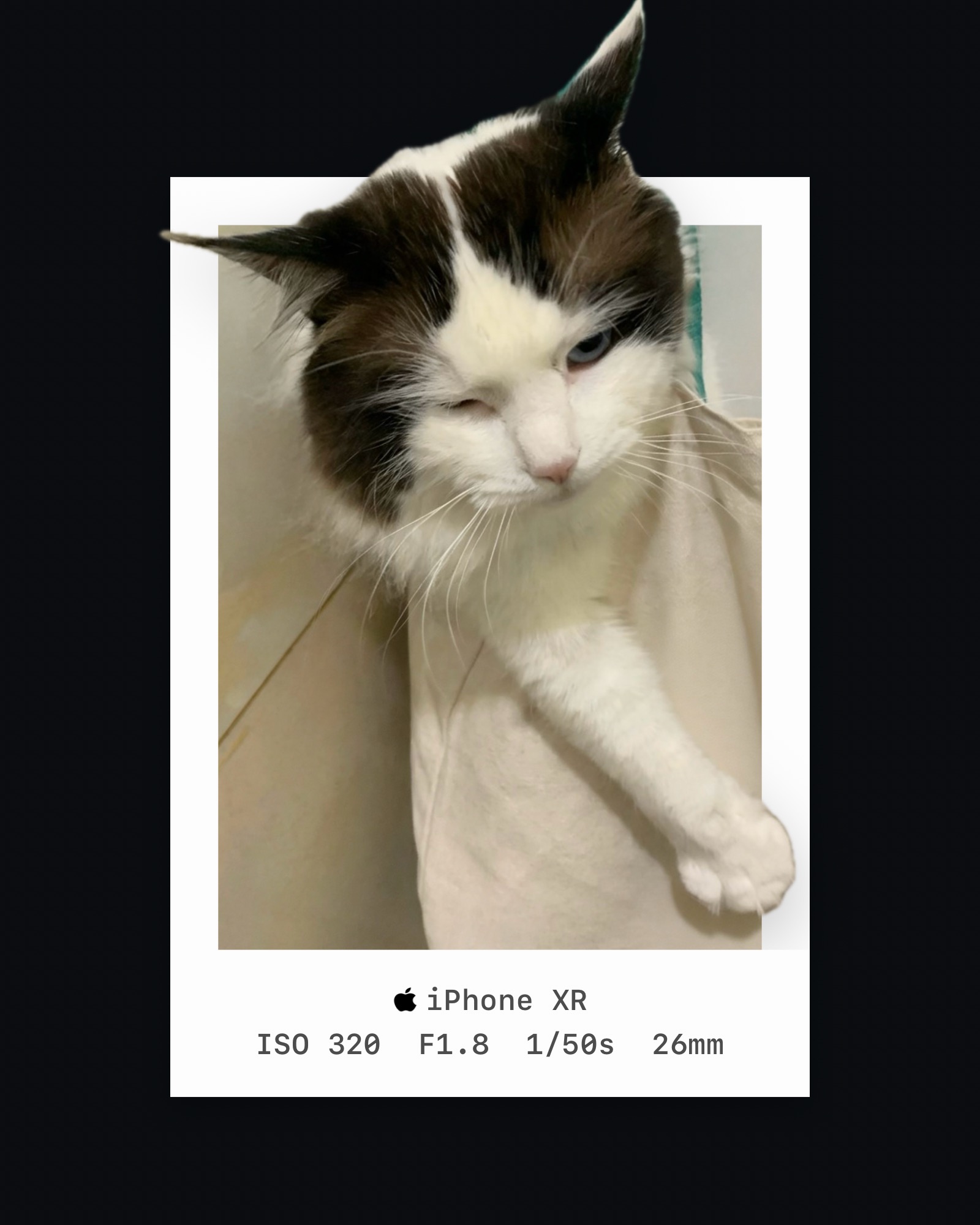 Cat transformed into a 3D framed photo