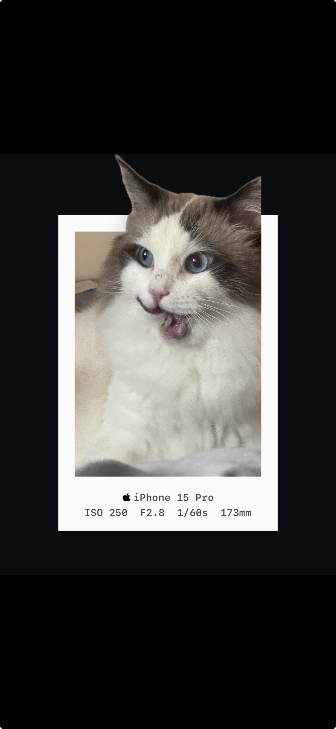 Live Photo cover showing a cat in an iOutBox frame